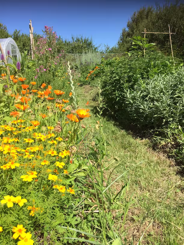 jardin-saint-guénolé-le-blaz-lab