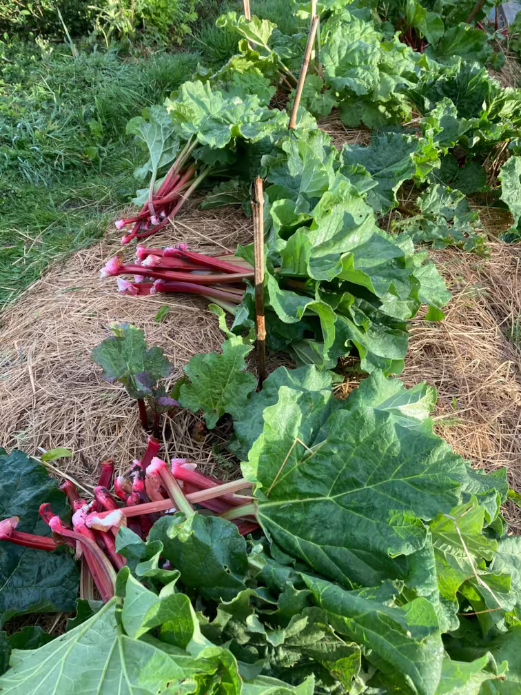 rhubarbe-jardin-le-blazlab